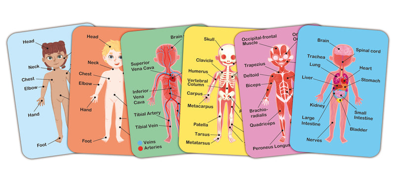 HUMAN BODY MAGNETIC PUZZLE – HAPE